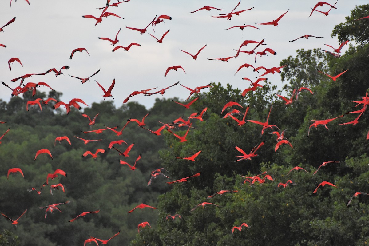 Scarlet Ibis - Chris Rohrer