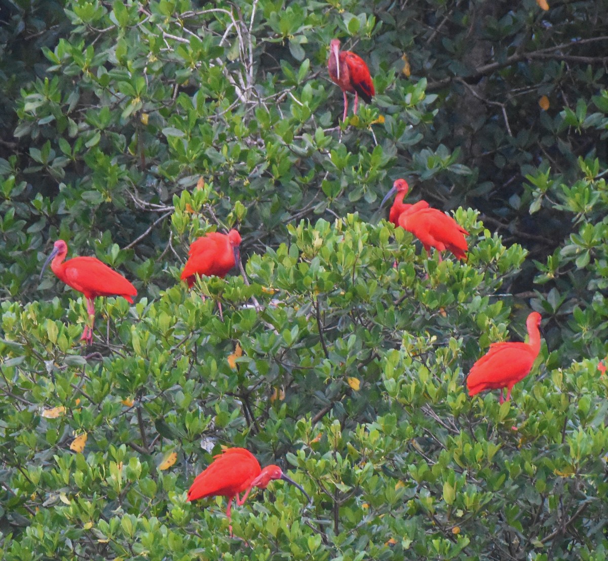 Scarlet Ibis - ML106129681