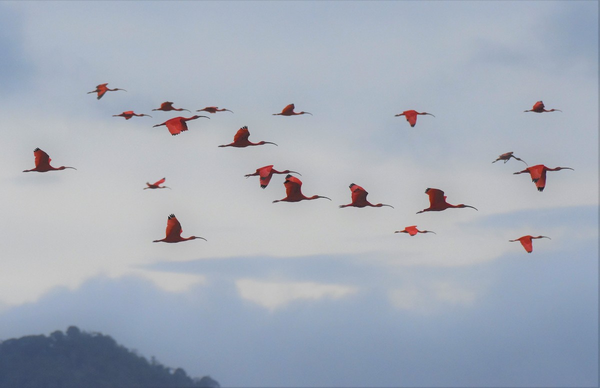 Scarlet Ibis - ML106129751