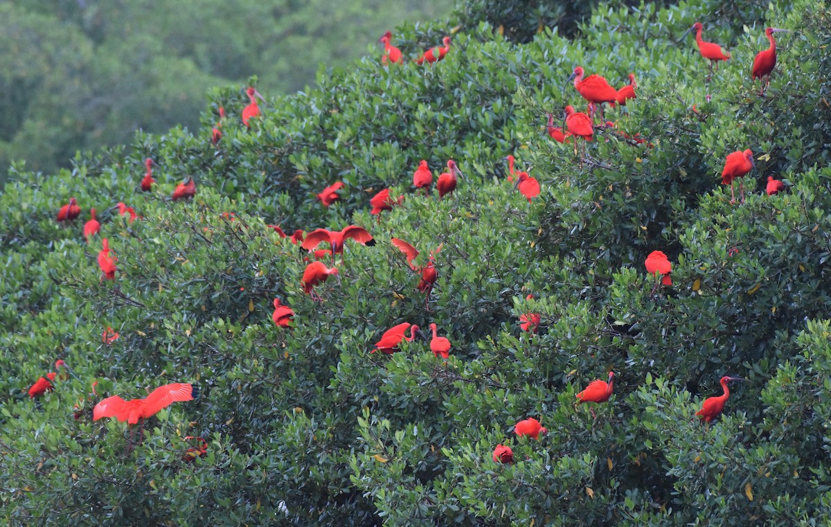 Scarlet Ibis - ML106129851