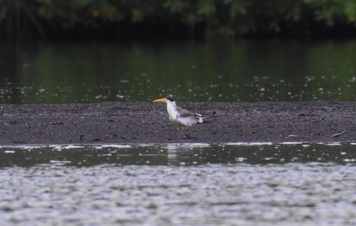 Large-billed Tern - ML106129891