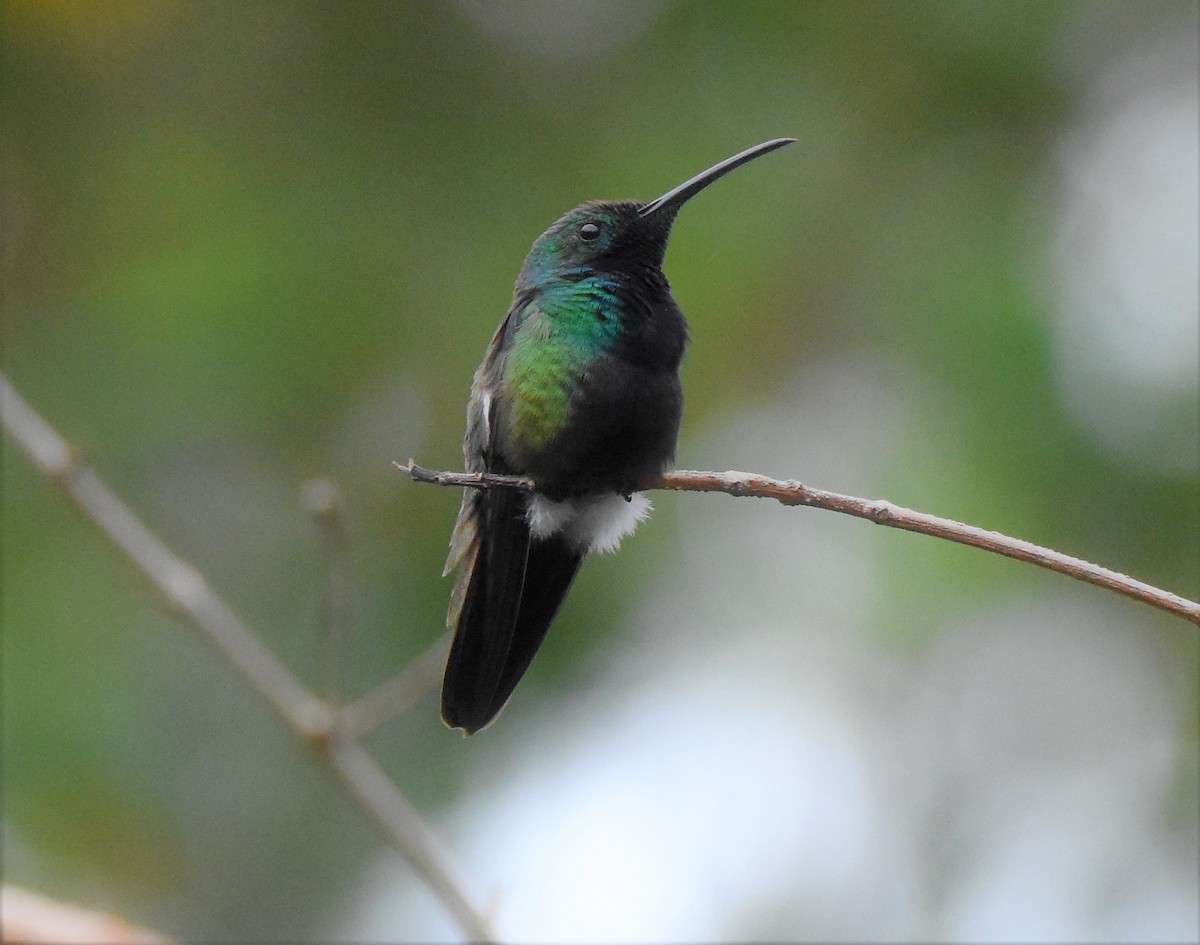 Green-throated Mango - ML106129961