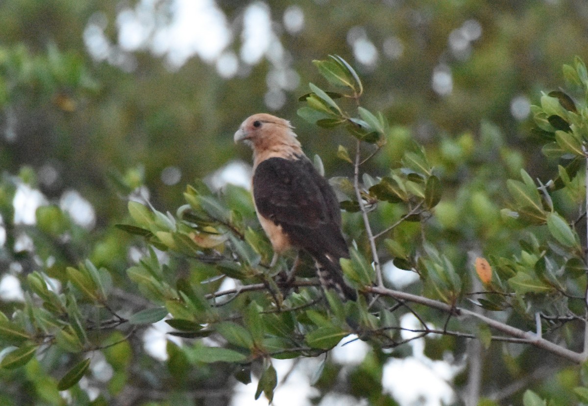 Caracara à tête jaune - ML106130071