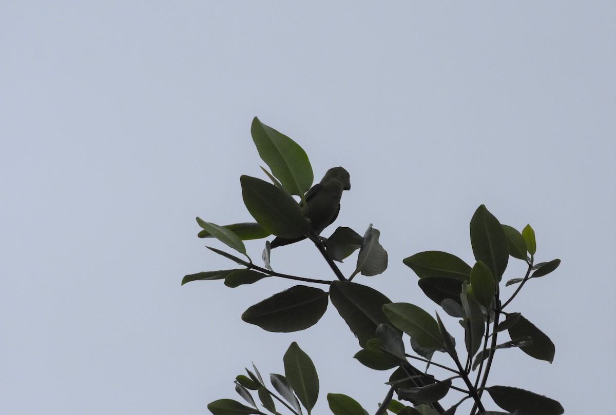 Зелёный воробьиный попугайчик - ML106130231