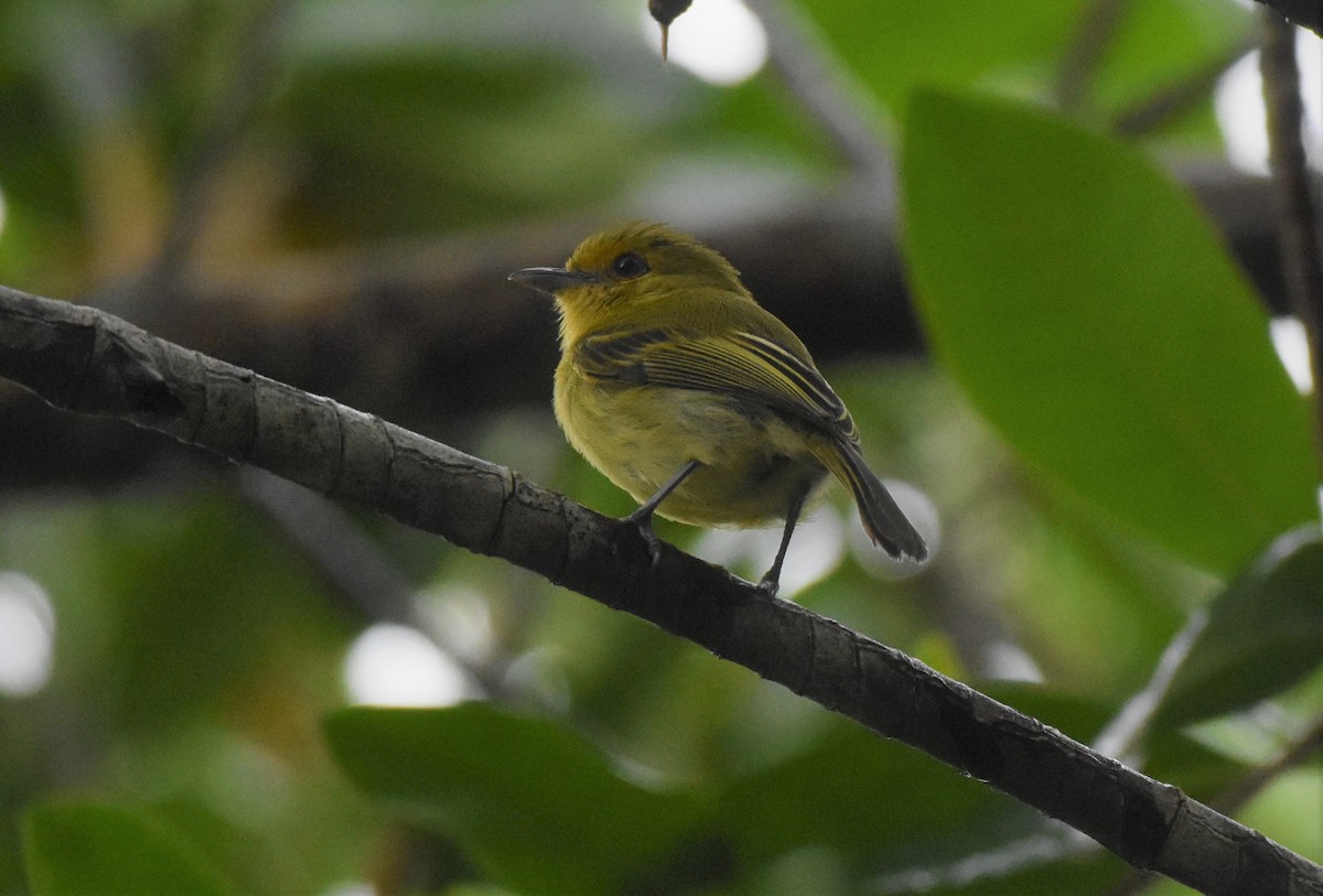 Ochre-lored Flatbill - ML106130261