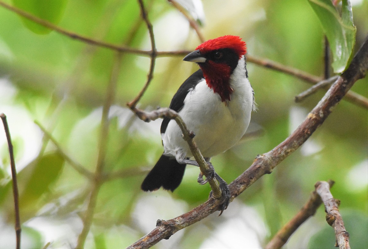 Masked Cardinal - ML106130291