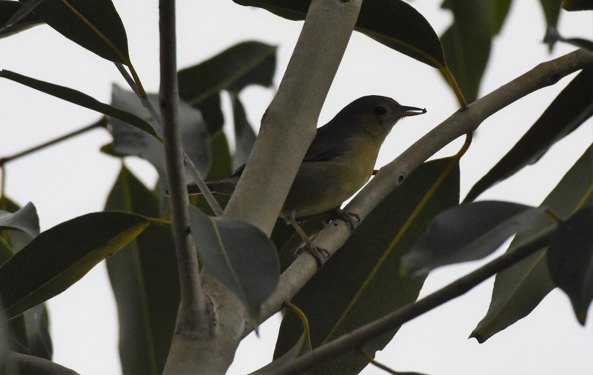 Bicolored Conebill - ML106130361