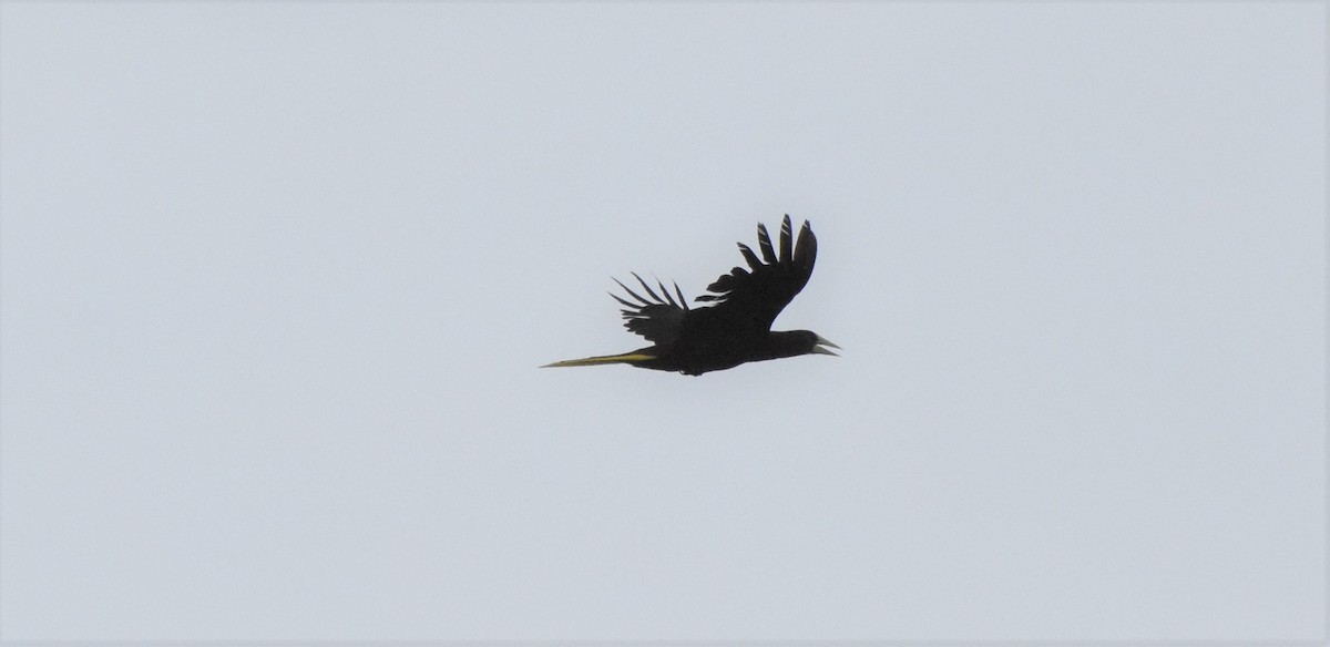 Crested Oropendola - ML106130481