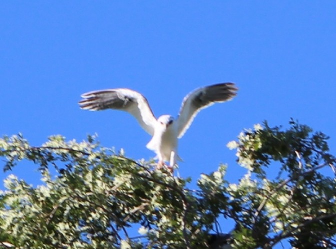 White-tailed Kite - ML106130581