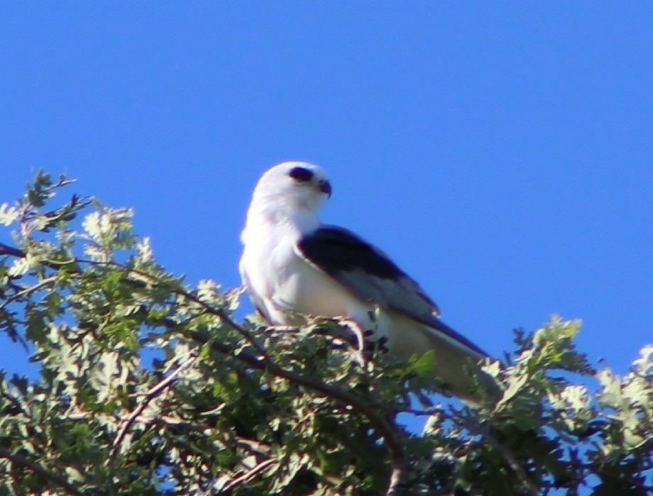 White-tailed Kite - ML106130651