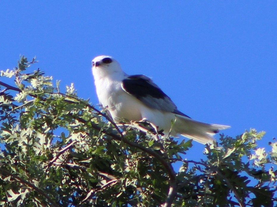 White-tailed Kite - ML106130671
