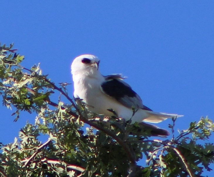 White-tailed Kite - ML106130761