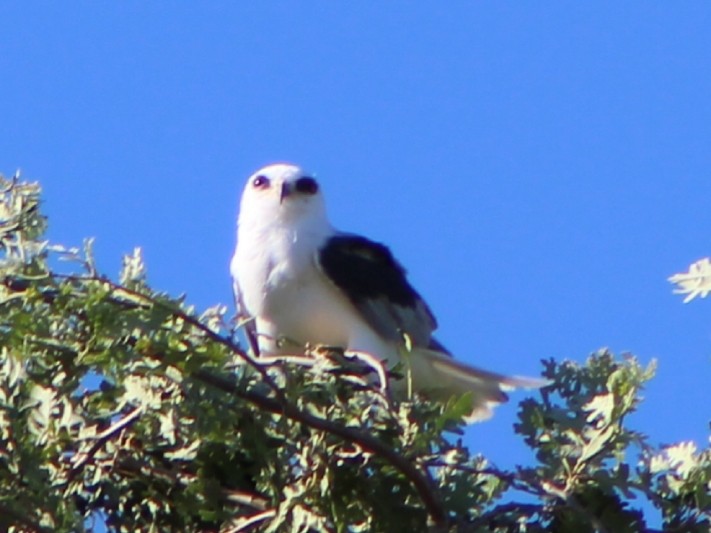 White-tailed Kite - ML106130811