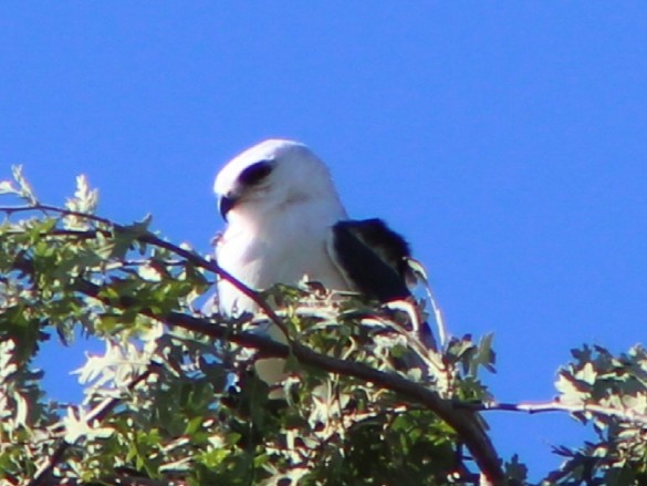 White-tailed Kite - ML106130871