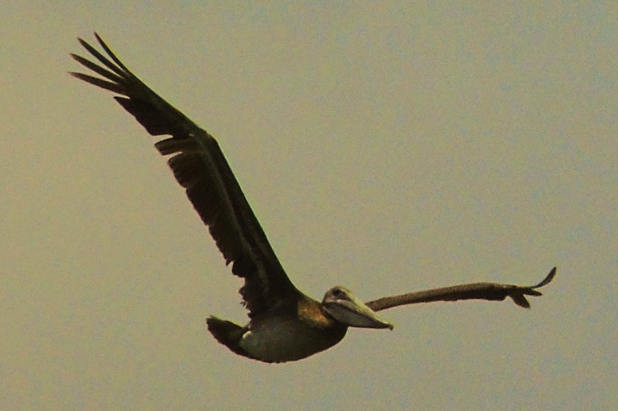 Brown Pelican - ML106131461