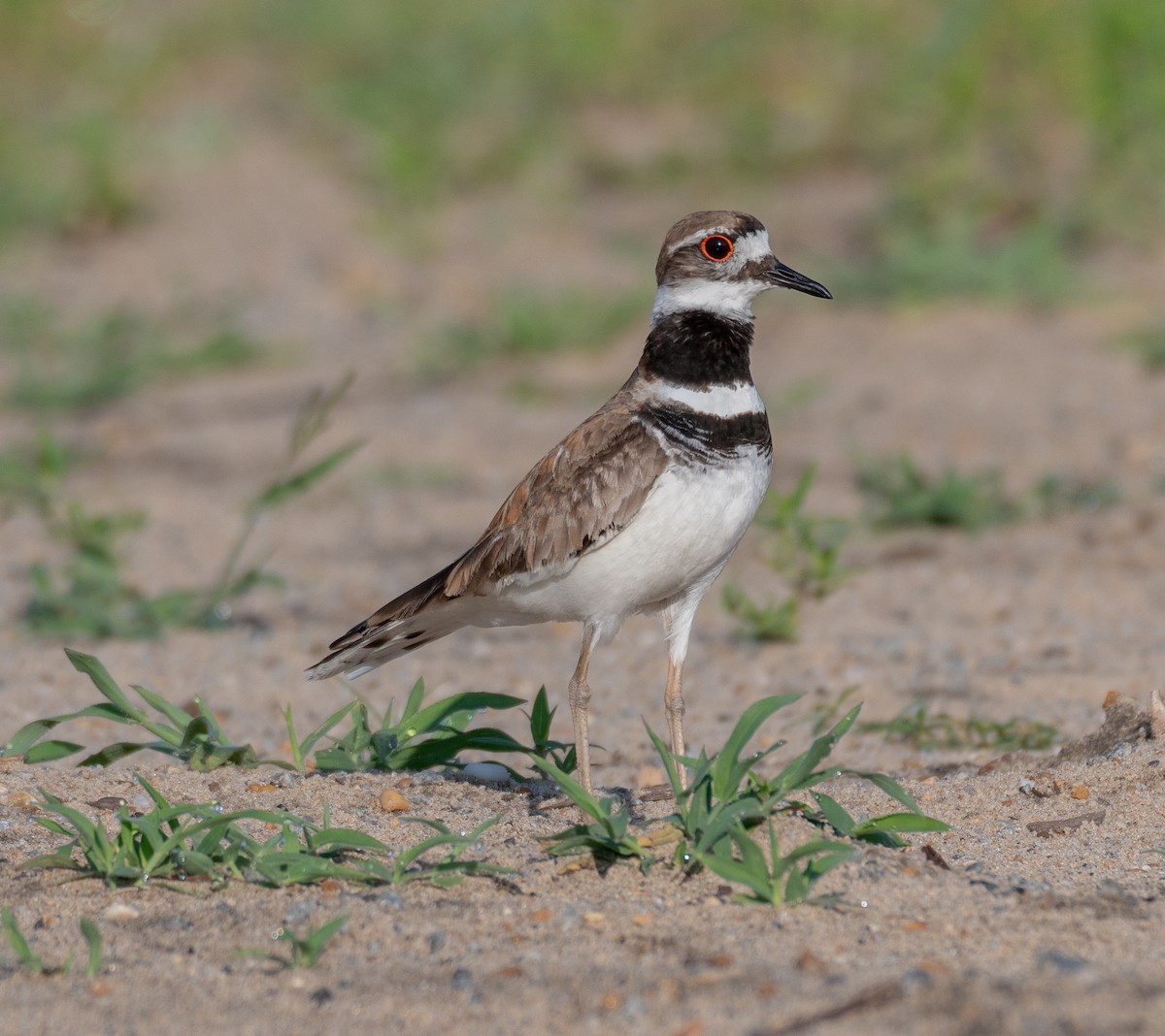 Killdeer - ML106131881