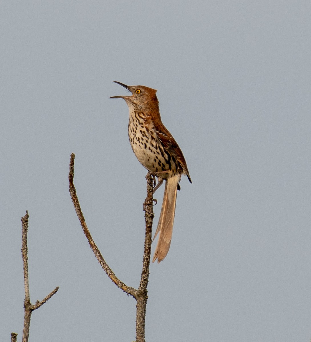 Brown Thrasher - ML106131991