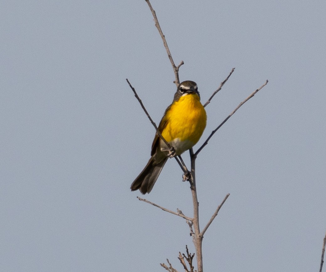 Yellow-breasted Chat - Andy P