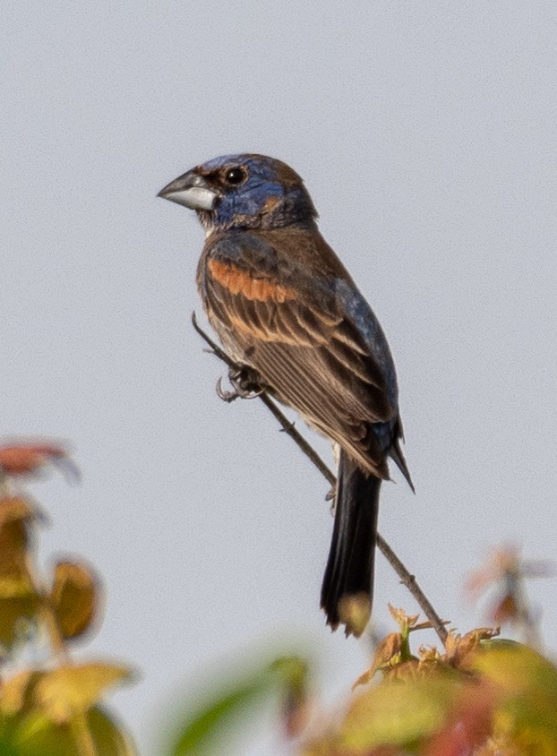 Blue Grosbeak - ML106132091