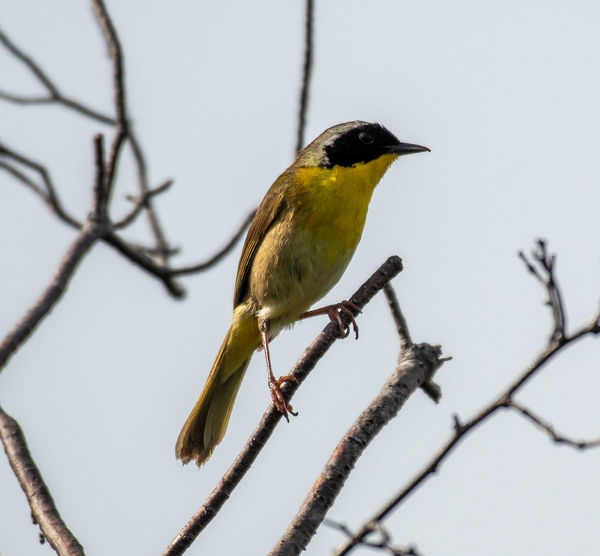 Common Yellowthroat - ML106132141