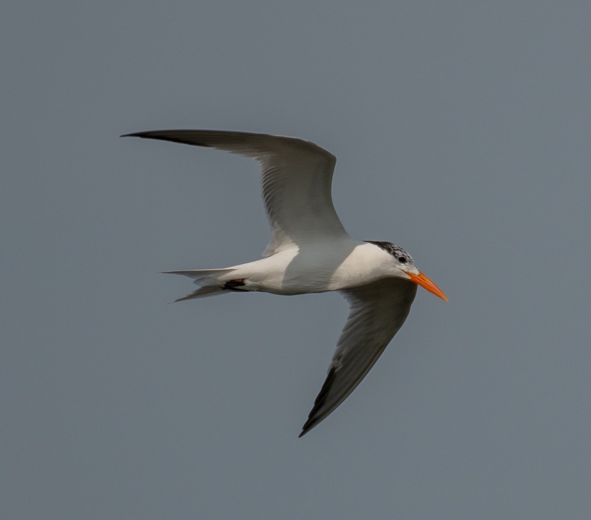 Royal Tern - ML106132411