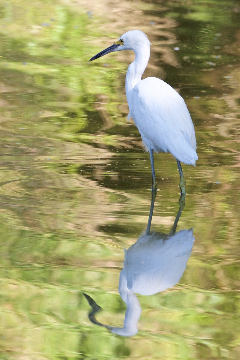 Snowy Egret - ML106134081