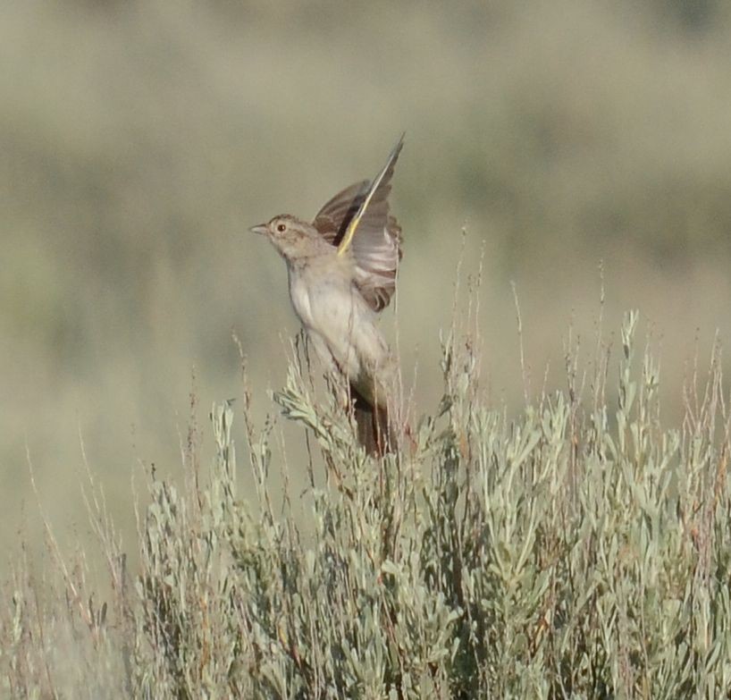 Cassin's Sparrow - ML106134101