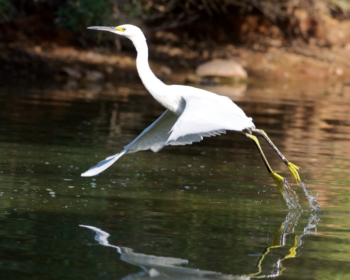 Snowy Egret - Mike Schijf