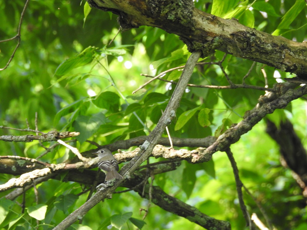 Least Flycatcher - ML106135301