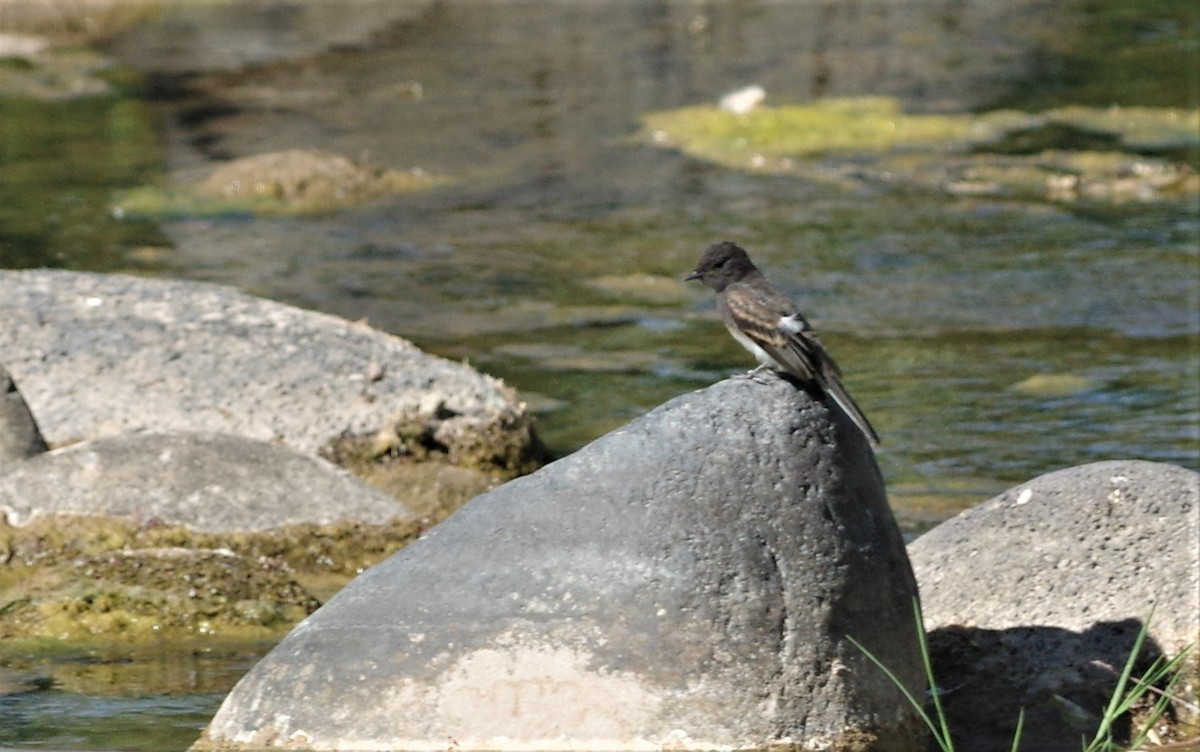 Black Phoebe - ML106136021