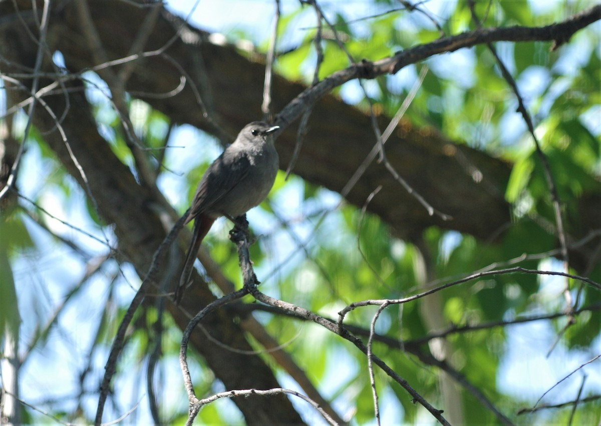 Gray Catbird - ML106136221