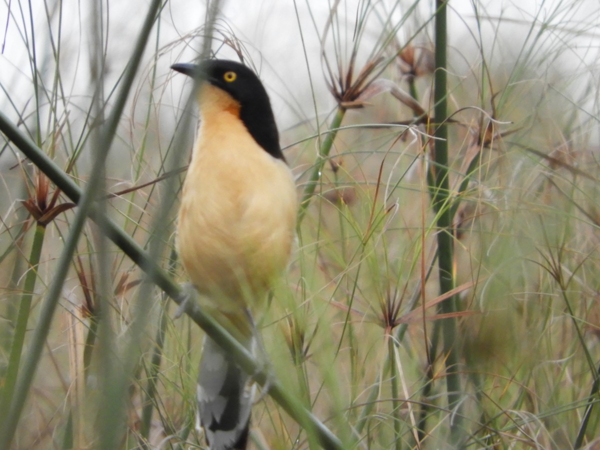 Black-capped Donacobius - ML106137071