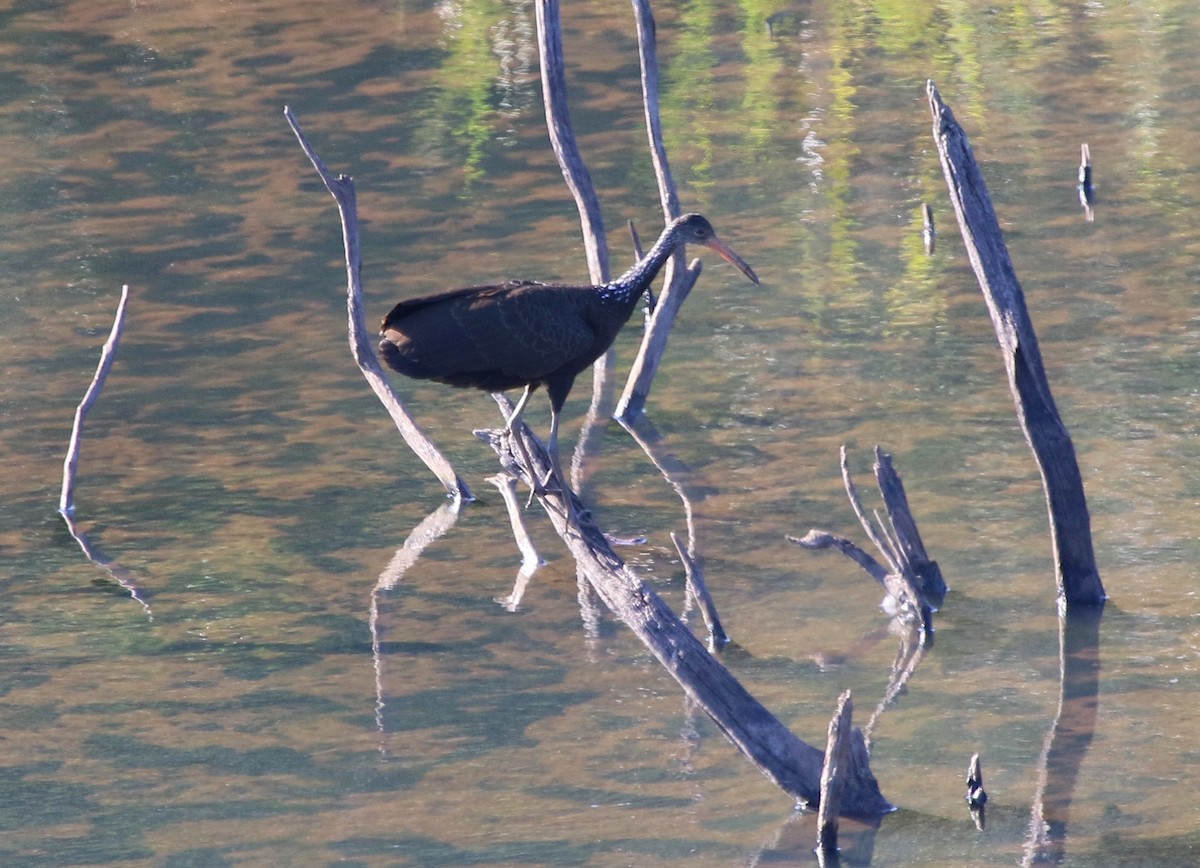 Limpkin - ML106138431