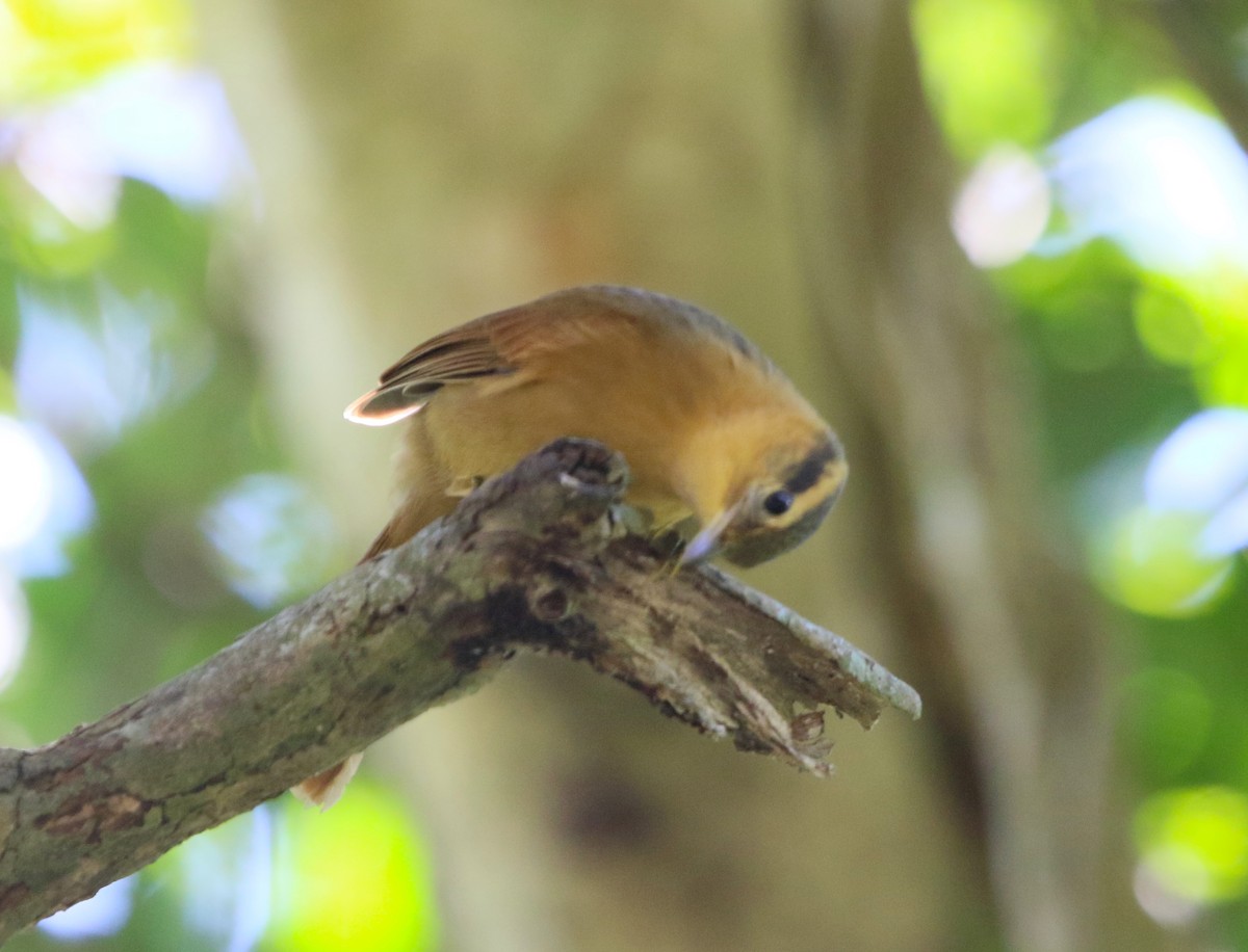 Ochre-breasted Foliage-gleaner - ML106138711