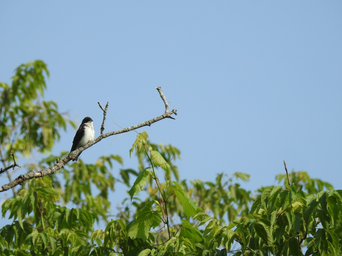 Golondrina Bicolor - ML106138851