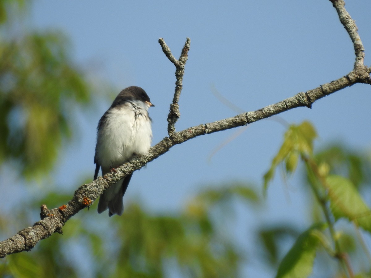 Golondrina Bicolor - ML106138921