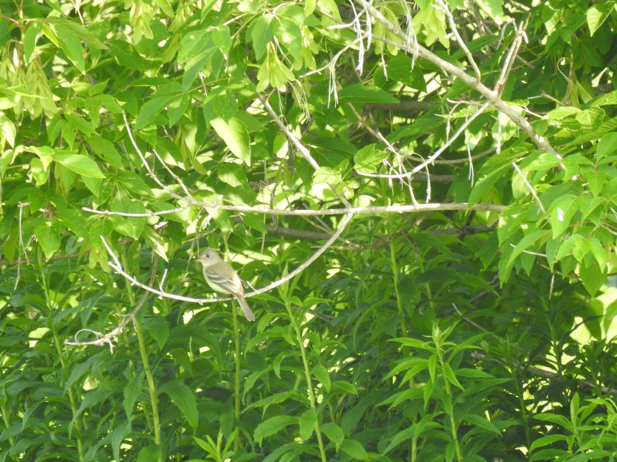 Least Flycatcher - ML106139051