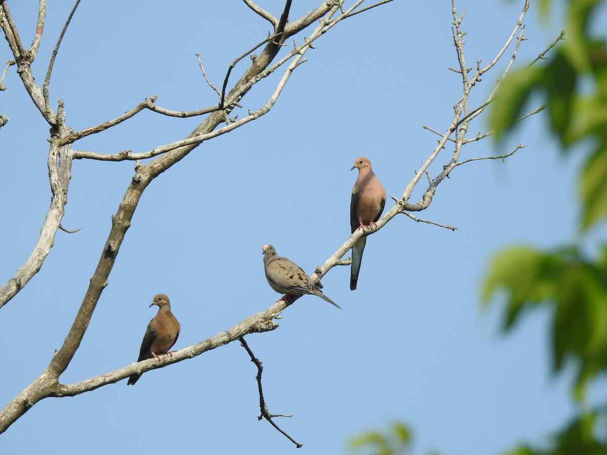 Mourning Dove - ML106139431