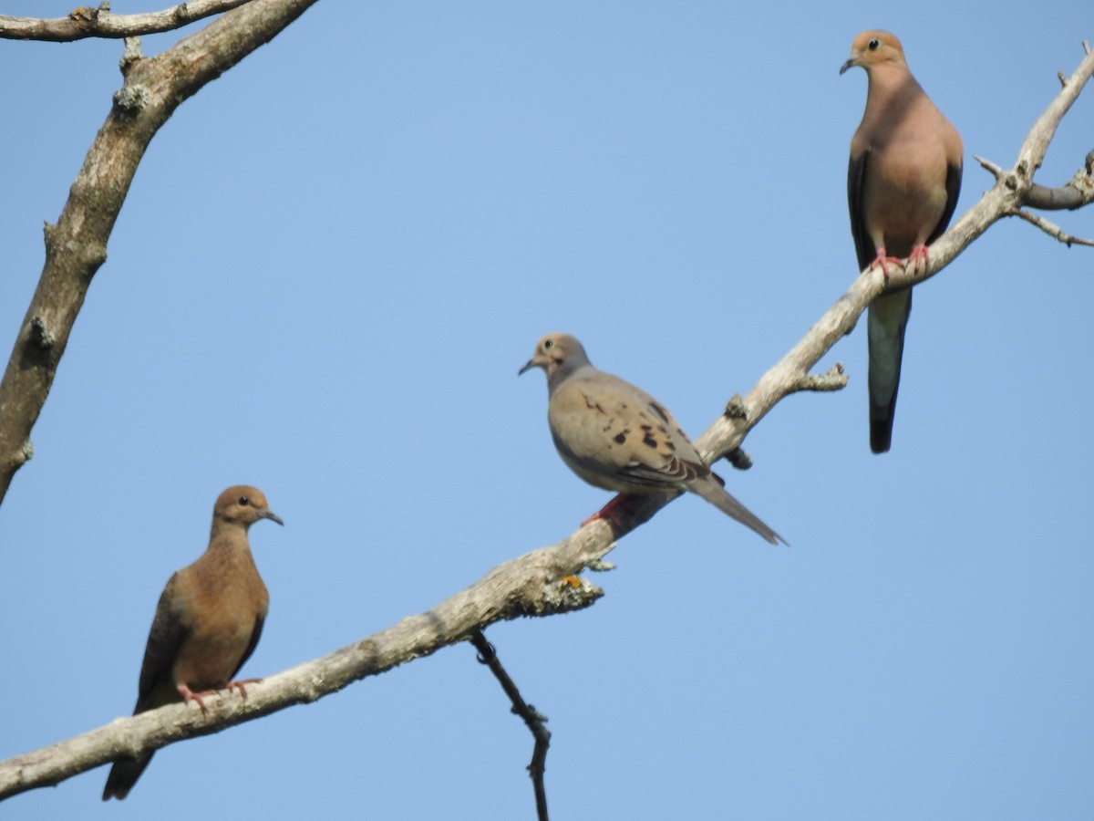 Mourning Dove - ML106139481