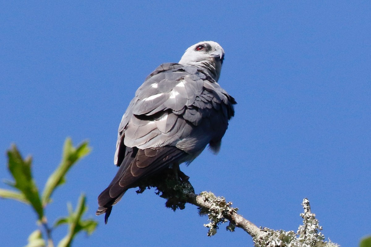 Mississippi Kite - Holly Cox