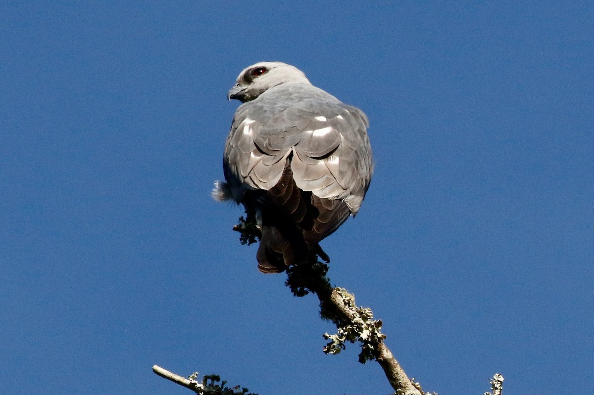 Mississippi Kite - Holly Cox