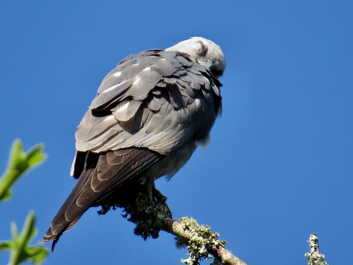 Mississippi Kite - Holly Cox