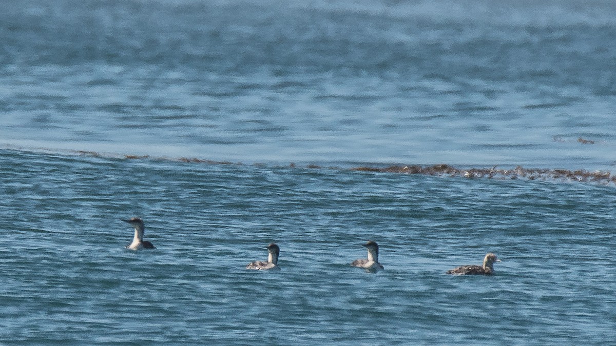 Pacific Loon - ML106144861