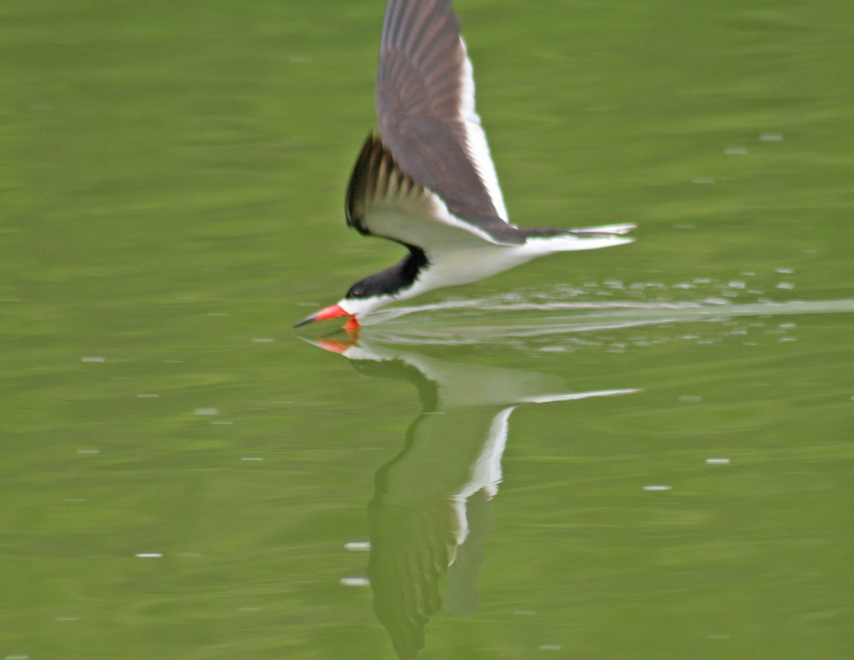 Black Skimmer - ML106146101