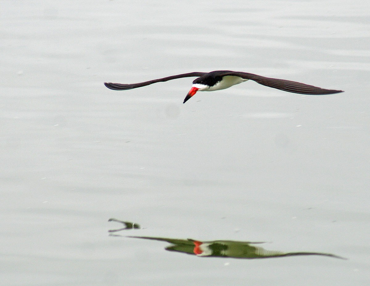 Black Skimmer - ML106146111