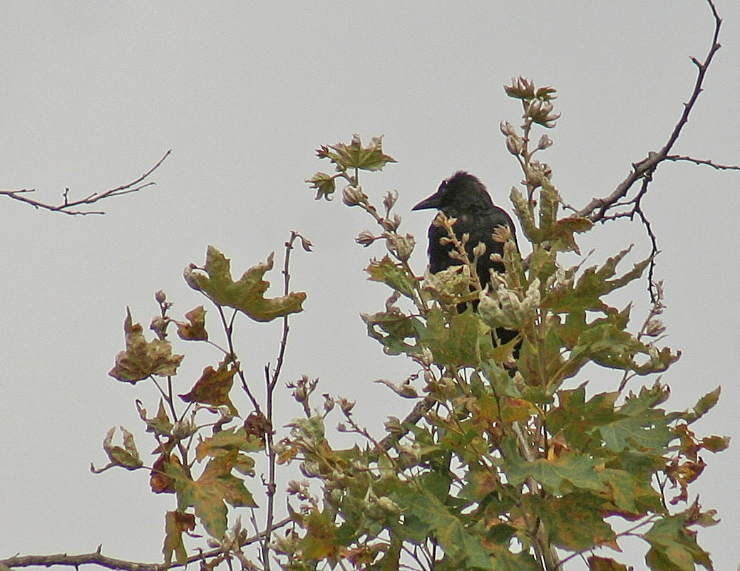 American Crow - john fitch