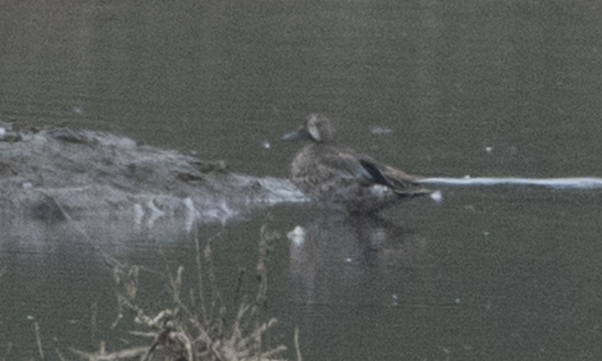 Blue-winged Teal - Brian Sullivan