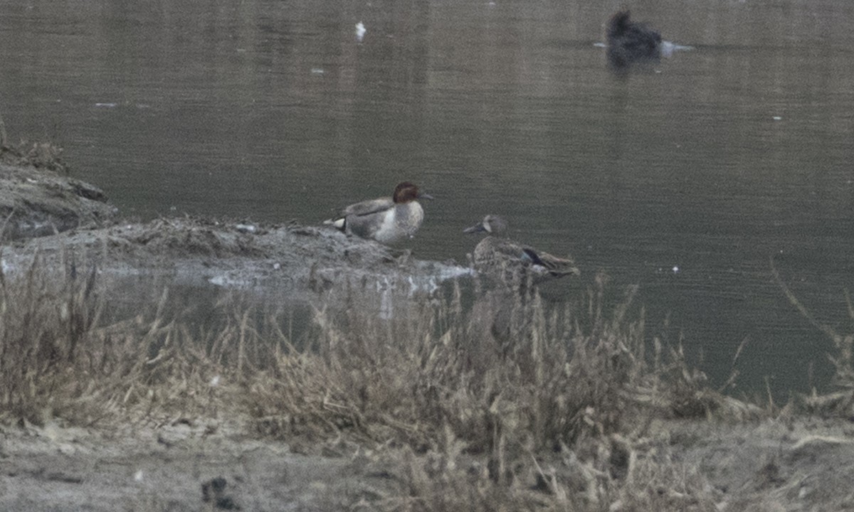 Blue-winged Teal - Brian Sullivan