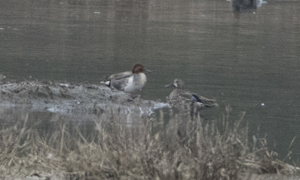 Green-winged Teal - Brian Sullivan