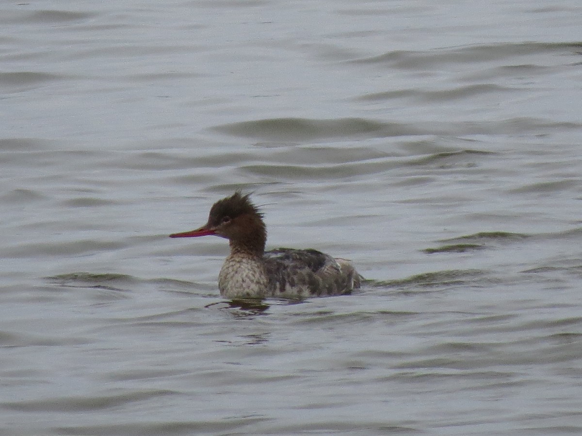 Red-breasted Merganser - ML106148271